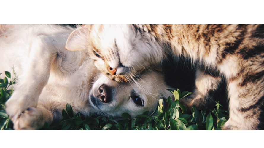 banner-este-bom-momento-adotar-animal-sinapromg