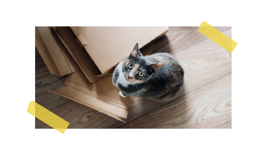 MACHINE-LEARNING-VIRA-MELHOR-AMIGA-DAS-MARCAS-DE-PETS