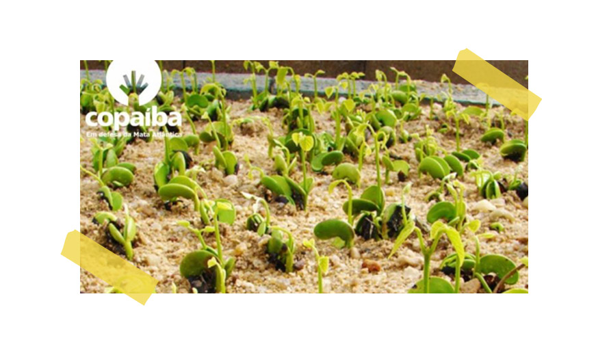 MUDAH,-AGÊNCIA-DA-MAISA,-PLANTA-ÁRVORE-A-CADA-CONTEÚDO-EM-REDES-SOCIAIS