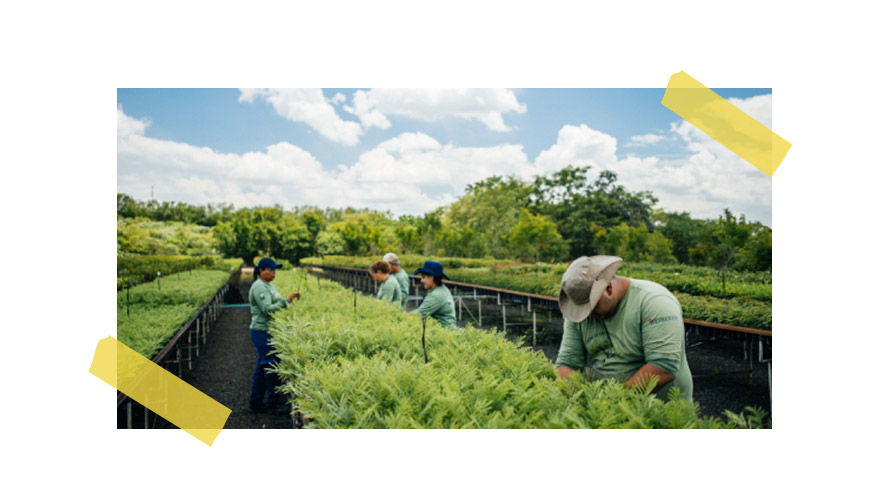 SOS-MATA-ATLÂNTICA-PASSA-A-LICENCIAR-MARCA-E-NESCAFÉ-ANUNCIA-PARCERIA