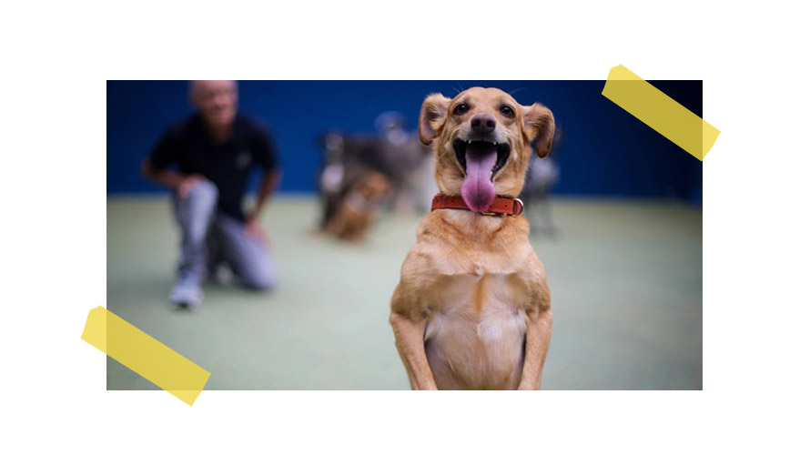 HUMANOS-E-PETS--O-QUE-EXPLICA-A-CONEXÃO-QUE-ATRAI